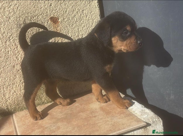 Rottweiler perros PRECIOSA CAMADA DE ROTTWEILER - Anuncio 1