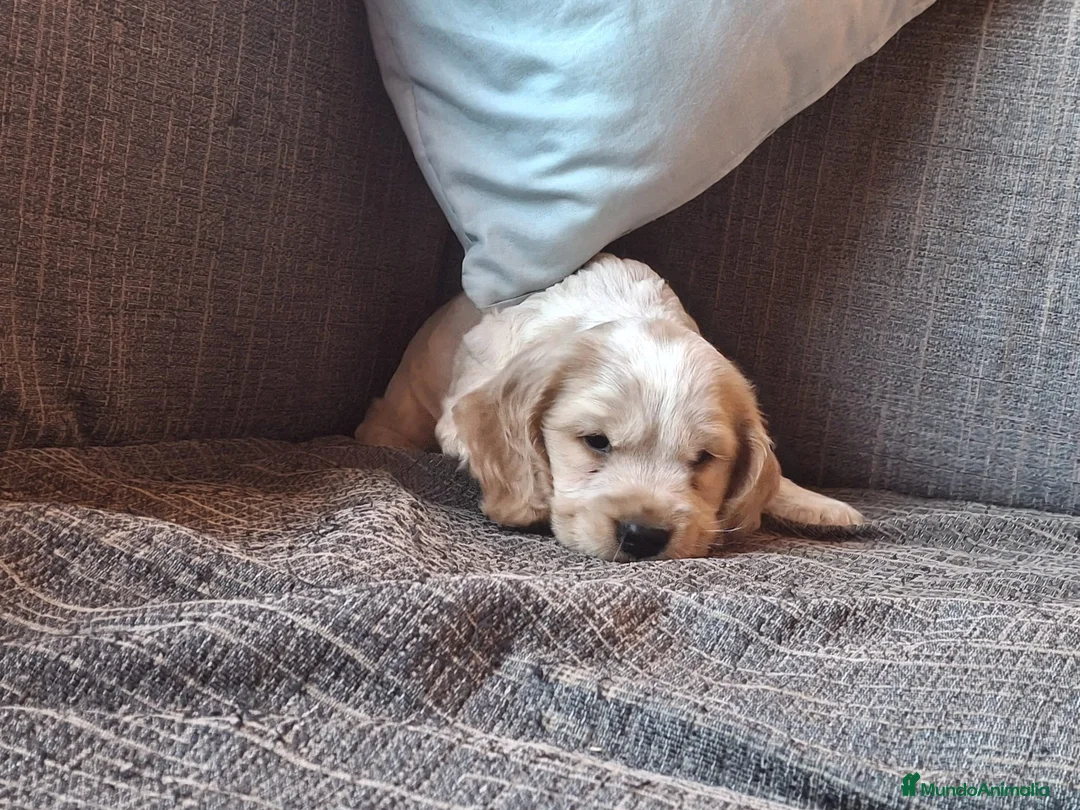 Cocker Spaniel Inglés perros en venta: Cachorritos preciosos de Cocker Inglés 🐶🤎 - Anuncio 2