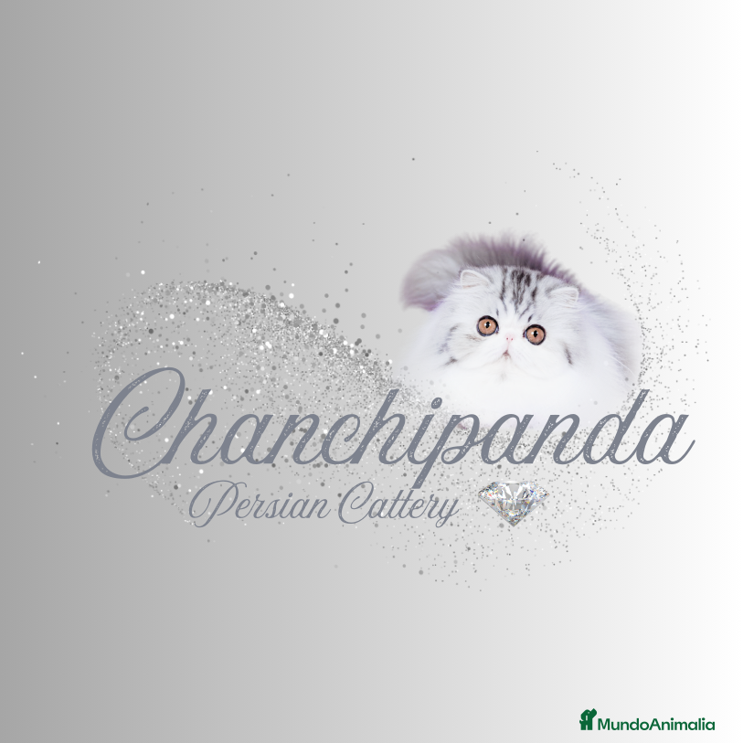 Persa gatos Persa Exótico - Anuncio 1