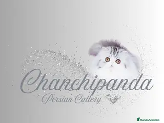 Persa gatos Persa Exótico - Anuncio 1