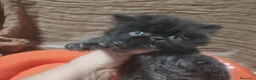 Persa gatos en venta: Gatos persas  - Anuncio 2