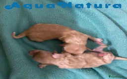Caniche Enano perros en venta: Havapoo Camada de Mina y Can AQUANATURA - Imagen 4