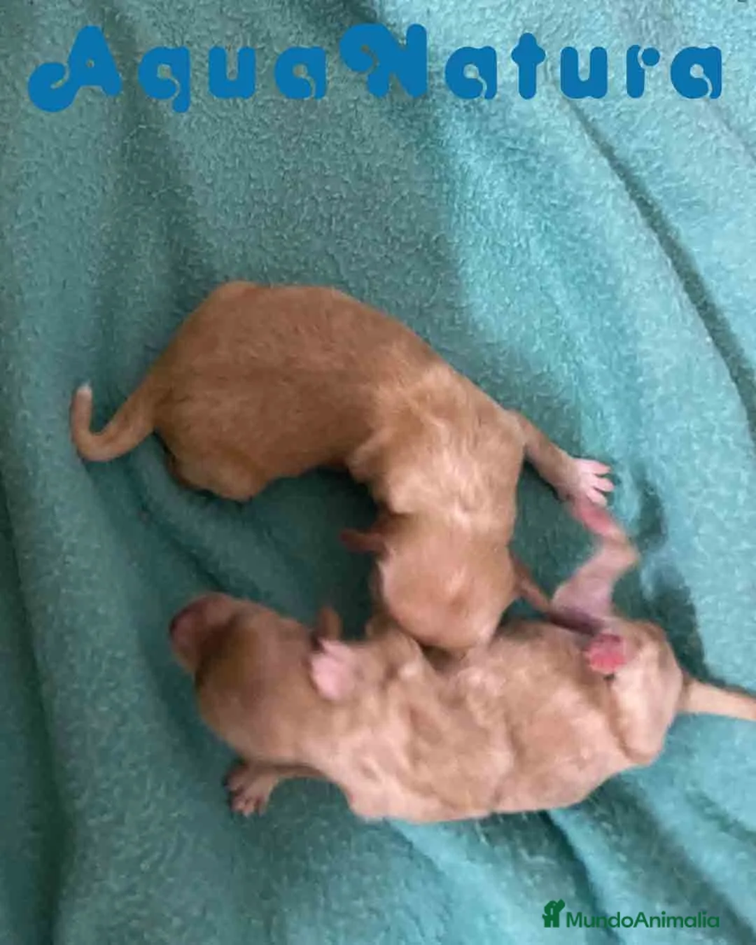 Caniche Enano perros en venta: Havapoo Camada de Mina y Can AQUANATURA - Anuncio 4