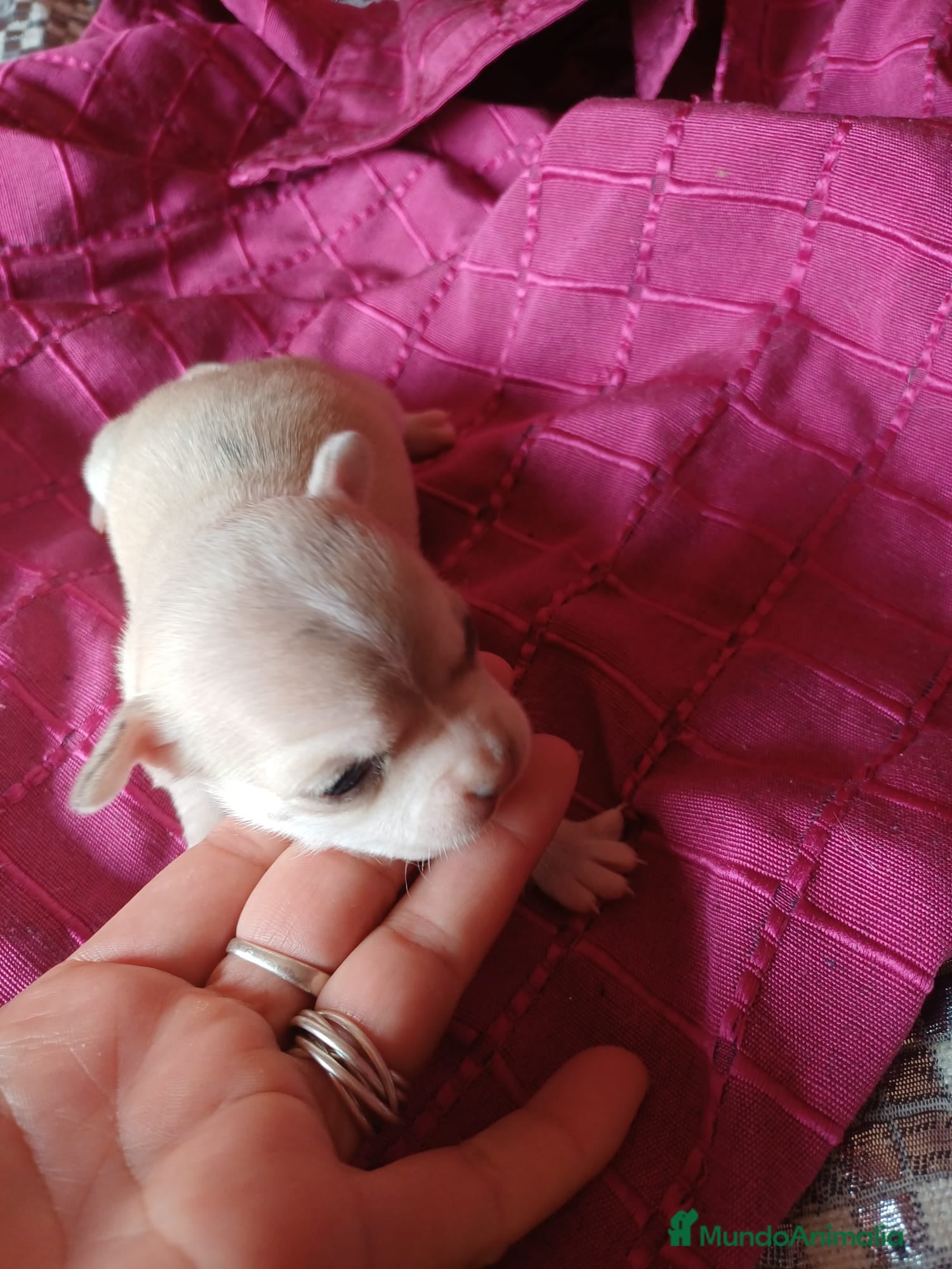 Chihuahua perros Chihuahua hembra Toy  - Anuncio 1