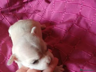 Chihuahua perros Chihuahua hembra Toy - Anuncio 1