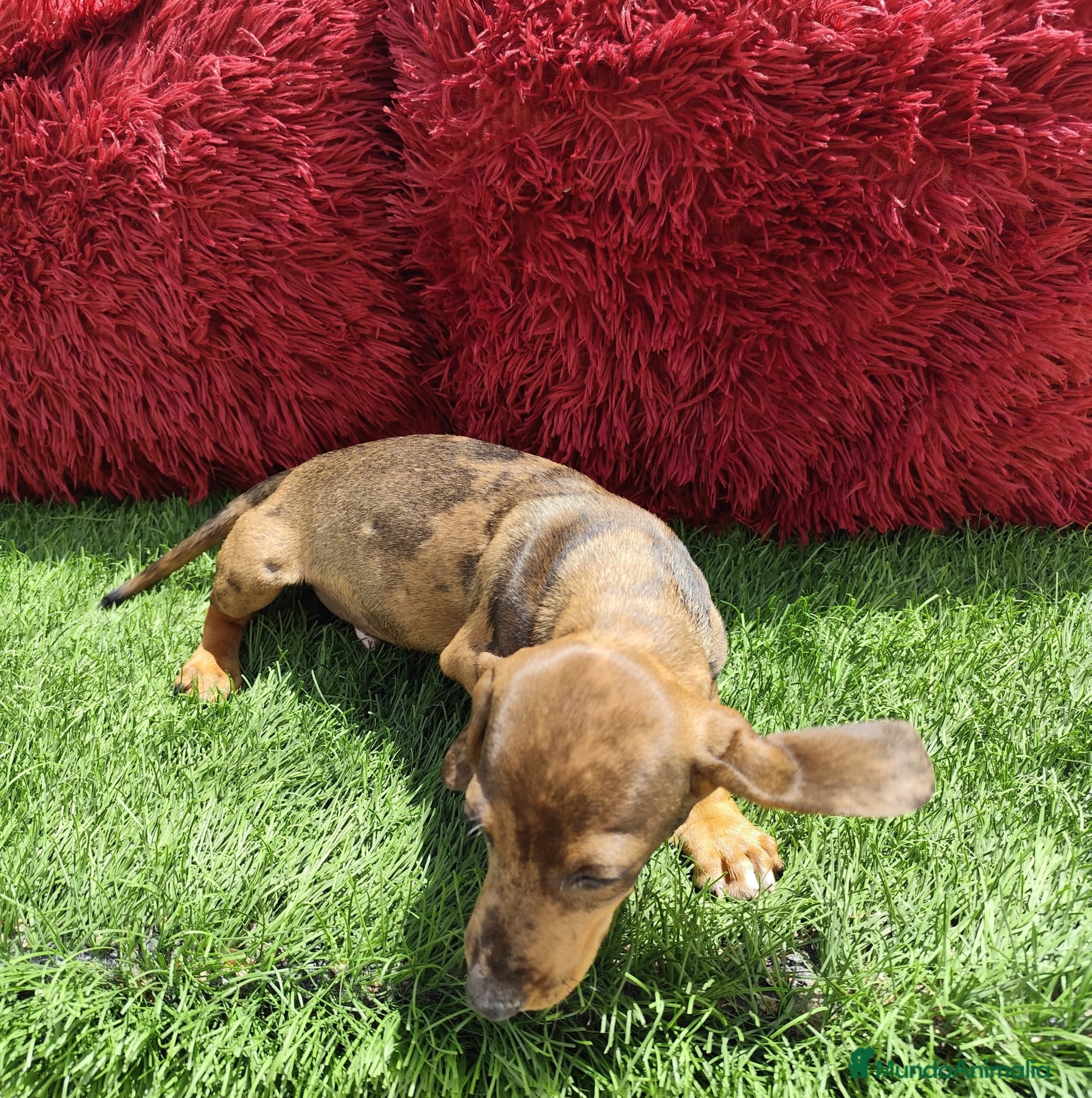 Teckel perros en venta: Teckel Miniatura choco merle - Anuncio 8