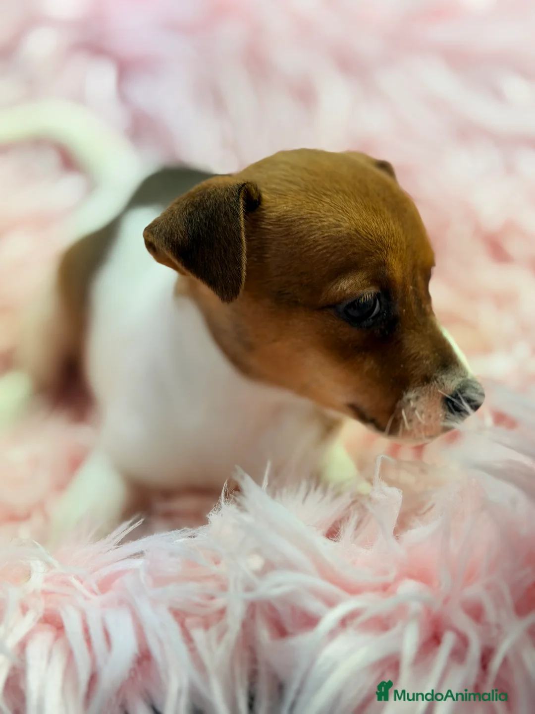 Jack Russell Terrier perros en venta: Jack Russell bicolor  - Anuncio 4