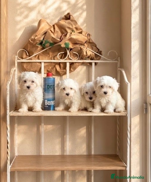 Bichón Maltés perros Camada de Bichon maltés  - Anuncio 3