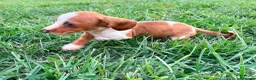 Teckel Miniatura perros en venta: Teckel kaninchen  - Anuncio 15