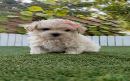 Maltipoo perros en venta: MALTIPOO MACHO - Imagen 16