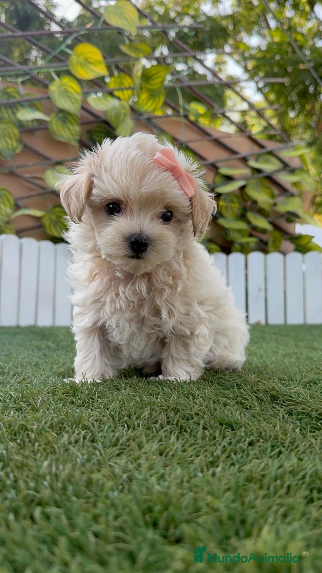 Maltipoo perros en venta: MALTIPOO MACHO - Imagen 16