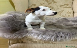 Jack Russell Terrier perros en venta: Cachorros de Jack Russell  - Imagen 3
