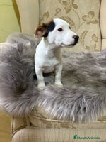Jack Russell Terrier perros Cachorros de Jack Russell - Anuncio 12