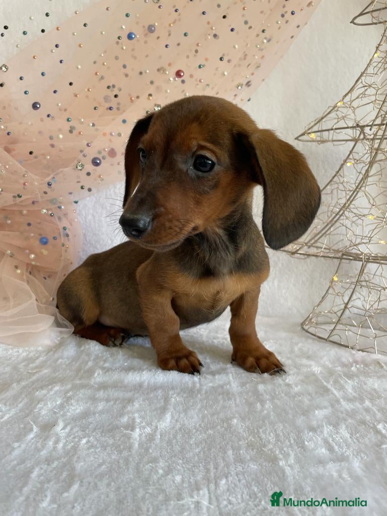 Teckel perros TECKEL ROJO MACHO en Madrid - Anuncio 2