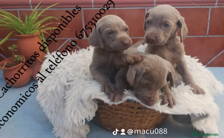 Braco Húngaro de Pelo Corto perros en Badajoz - Anuncio 1