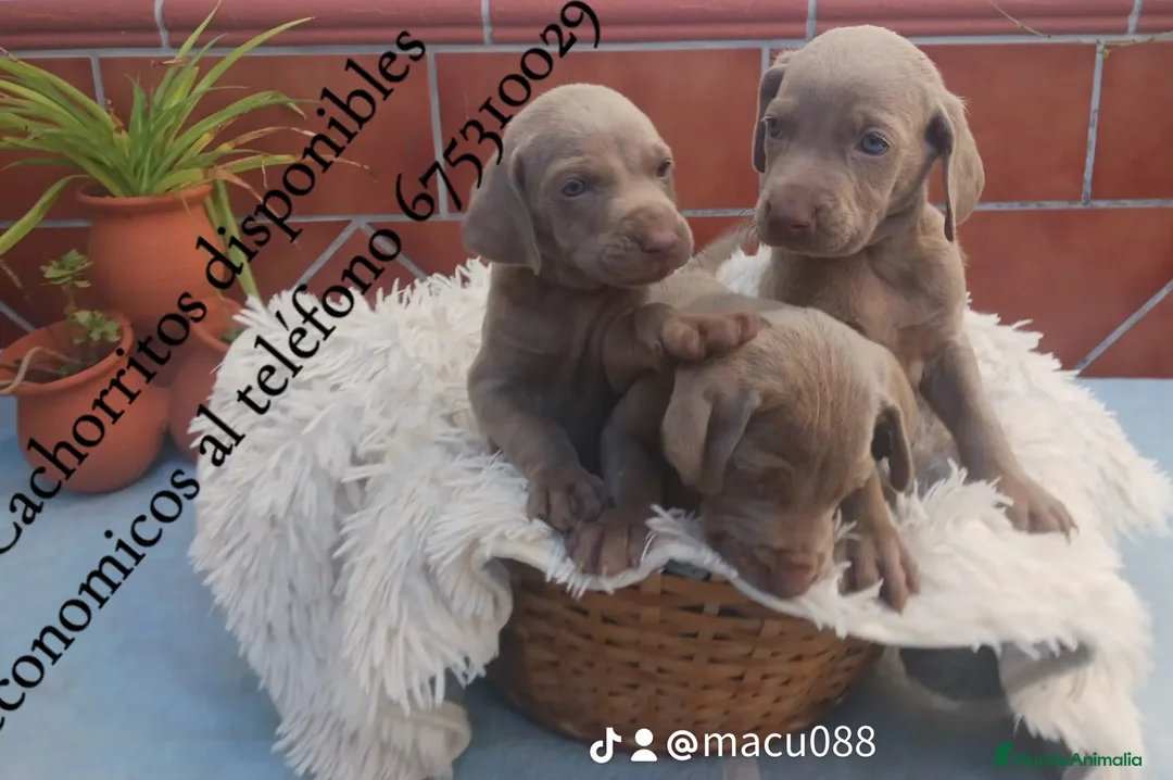 Braco Húngaro de Pelo Corto perros en venta: Bracos de wiemar  en Badajoz - Imagen 1