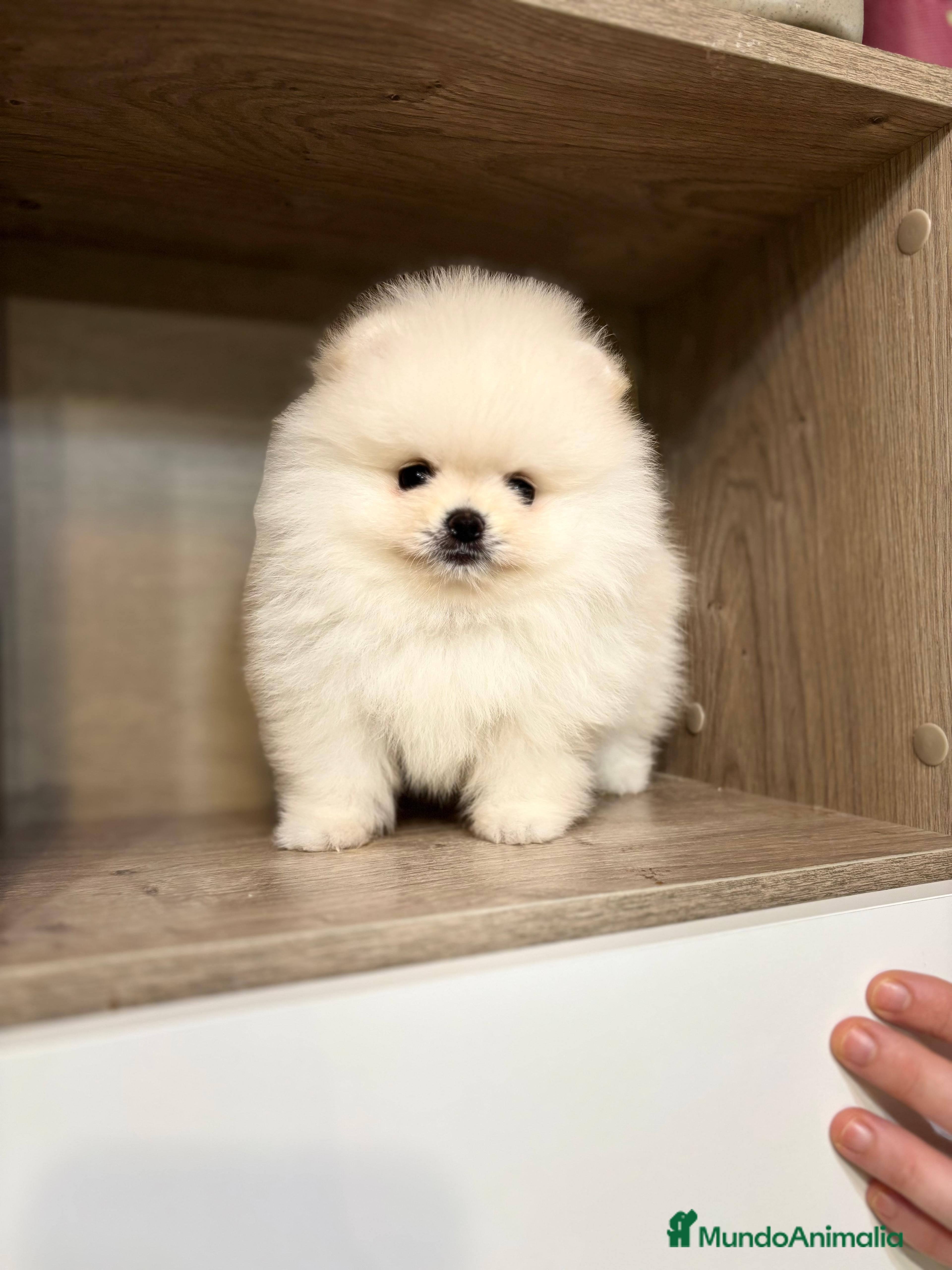 Pomerania perros Pomerania coreana  - Anuncio 2