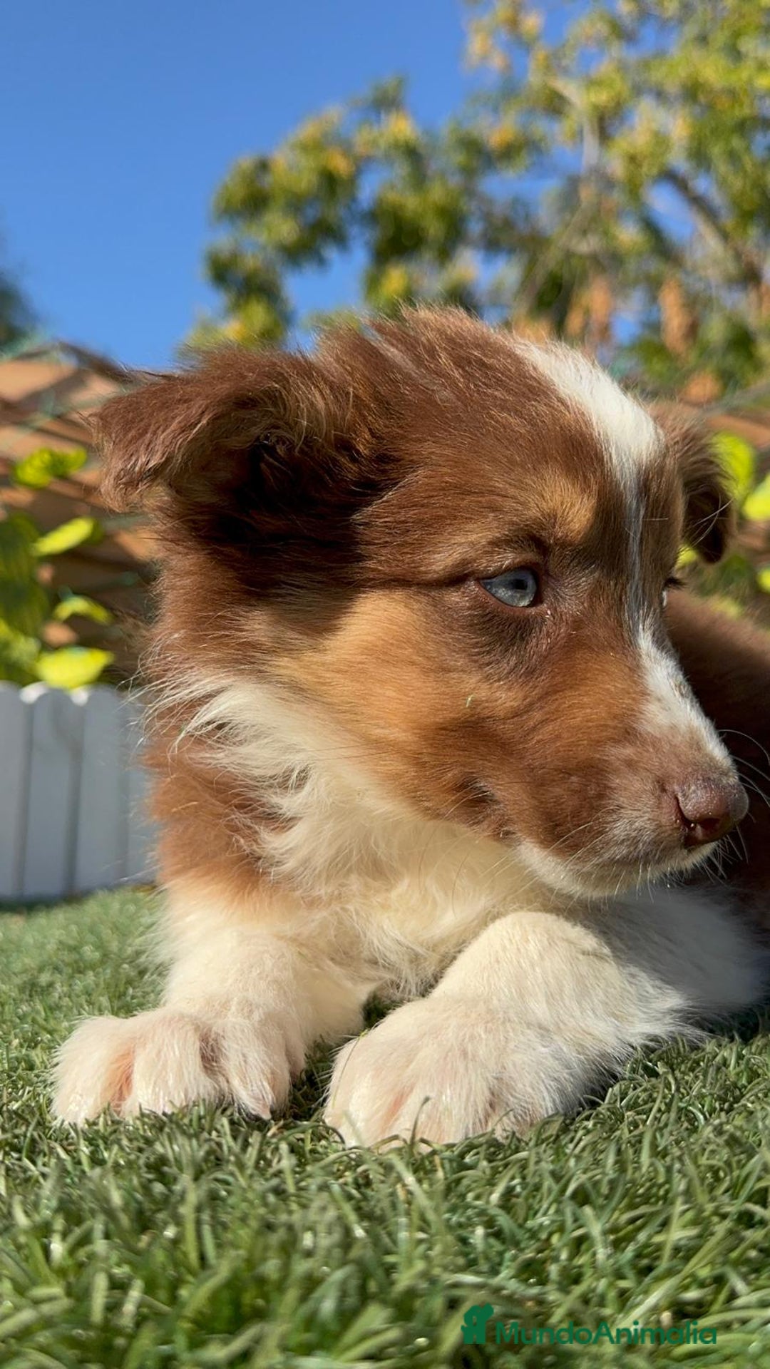 Border Collie perros en venta: BORDER COLLIE HEMBRA - Anuncio 14