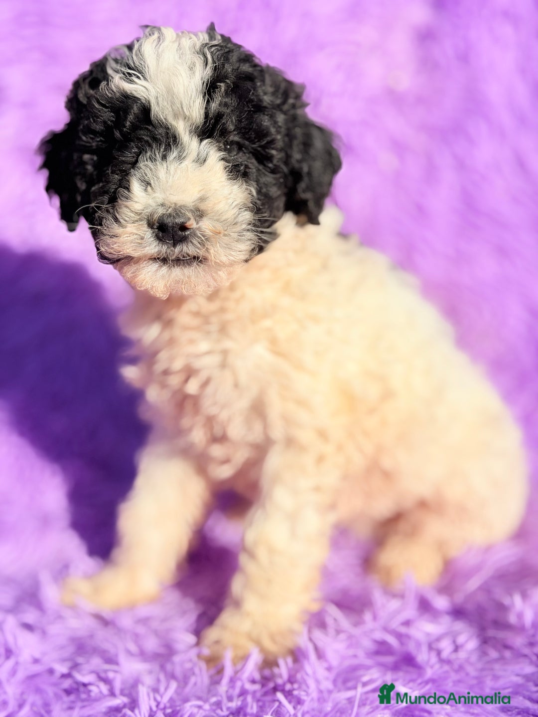 Perro de Agua Español perros en venta: Pdae blanca y negra  - Anuncio 1