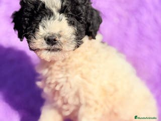 Perro de Agua Español perros Pdae blanca y negra - Anuncio 31