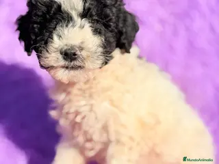 Perro de Agua Español perros Pdae blanca y negra - Anuncio 3