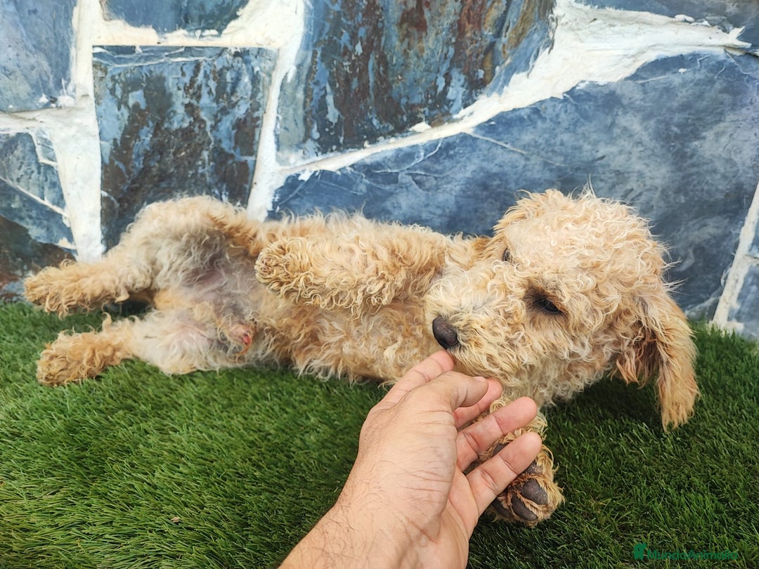 Caniche Enano perros en venta: Caniche - Anuncio 5