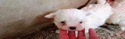 Bichón Maltés perros en venta: BICHÓN MALTES MACHITO  - Anuncio 1