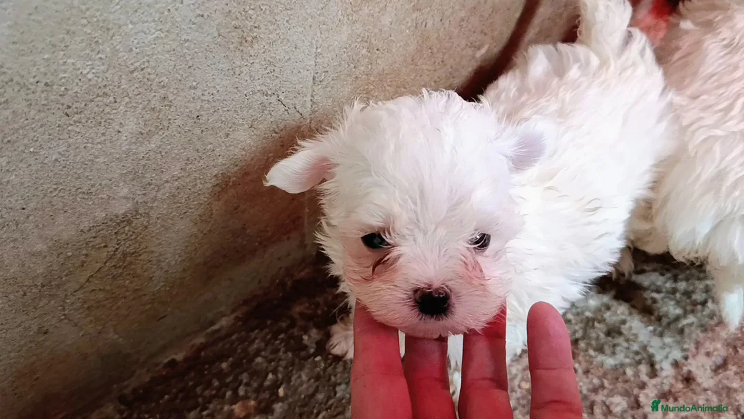 Bichón Maltés perros en venta: BICHÓN MALTES MACHITO  - Anuncio 1