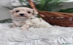 Maltipoo perros en venta: MALTIPOO MACHO - Anuncio 17