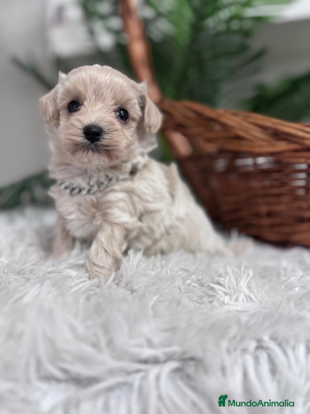 Maltipoo perros en venta: MALTIPOO MACHO - Anuncio 17