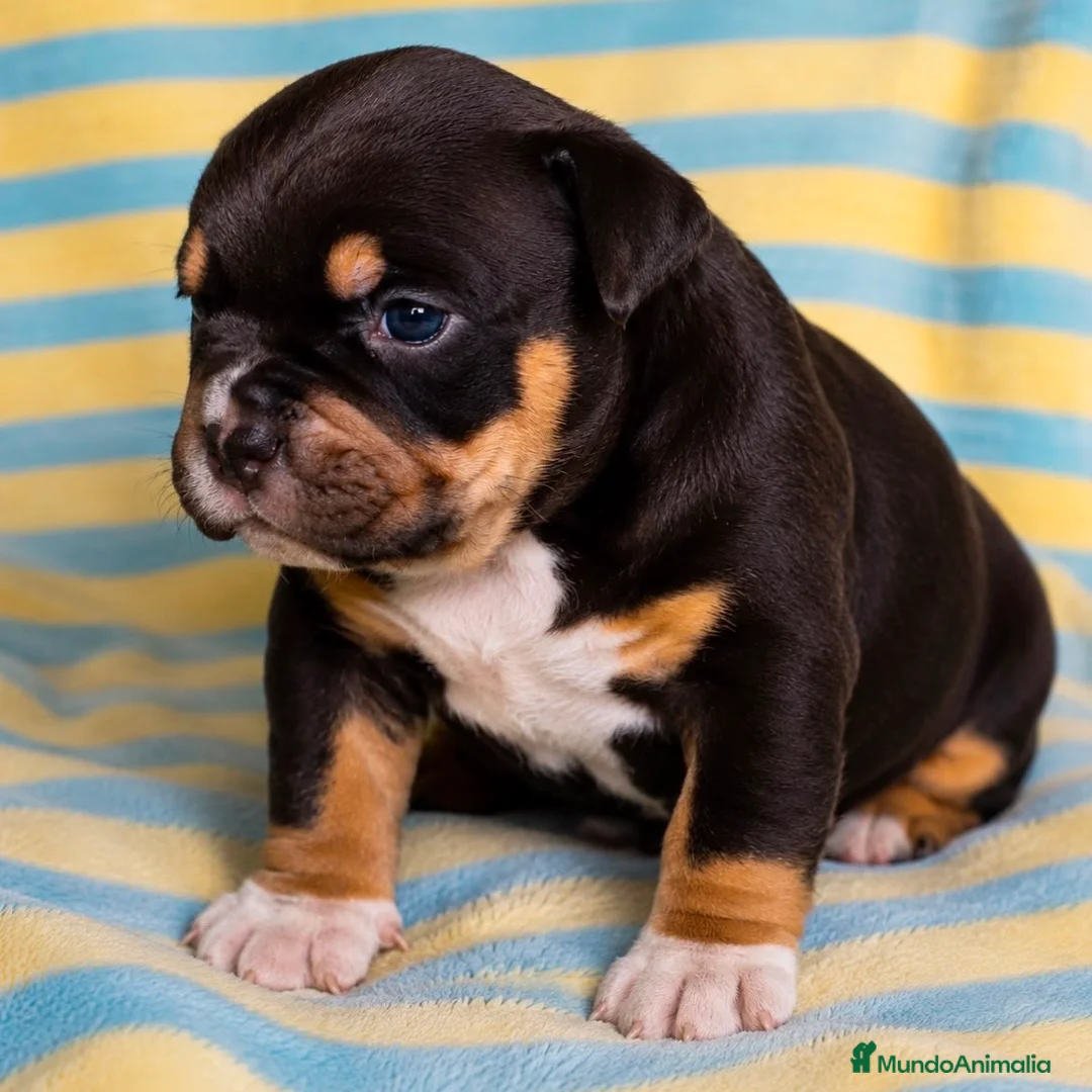 American Bully perros en venta: American Bully Pocket - Anuncio 2