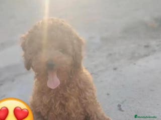 Caniche Enano perros Caniche enano en Badajoz - Anuncio 12