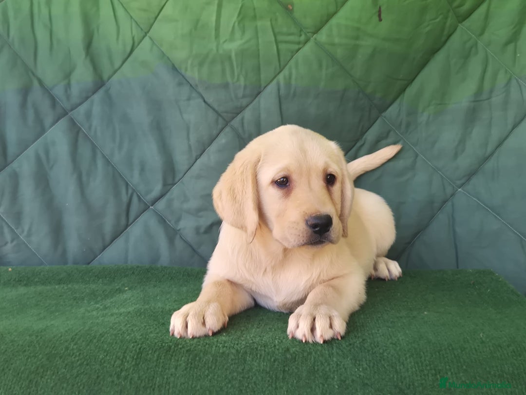 Labrador Retriever perros en venta: LABRADOR amarillo cachorros - Imagen 5