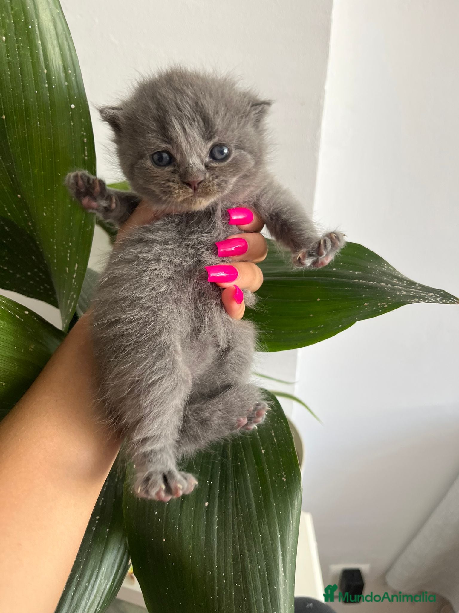 Scottish Straight gatos scottish straight - Anuncio 10