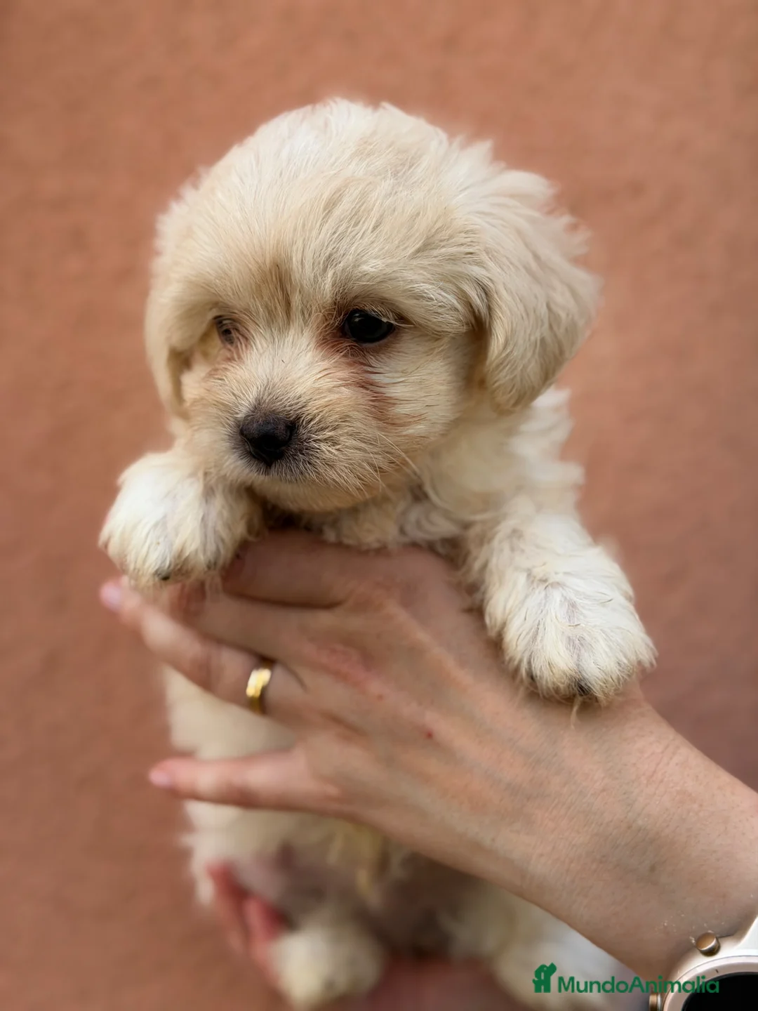 Bichón Maltés perros en venta: Bichon Maltes macho  - Anuncio 2