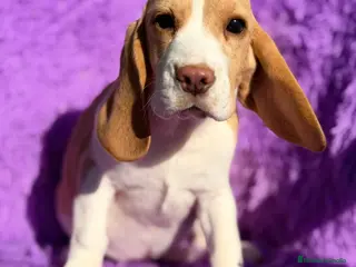 Beagle perros Beagle limón - Anuncio 13