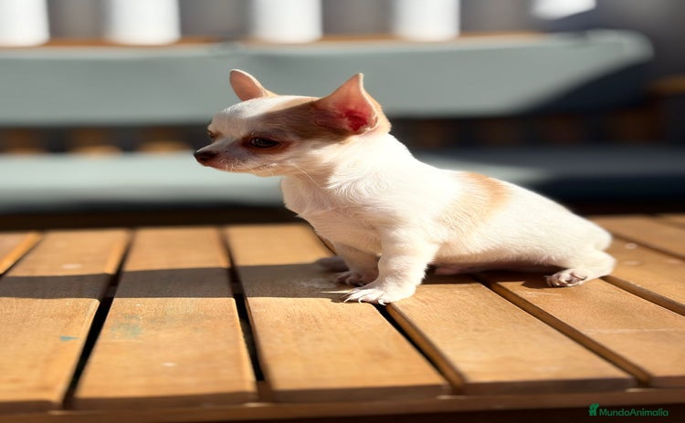 Chihuahua perros - Propaganda 16