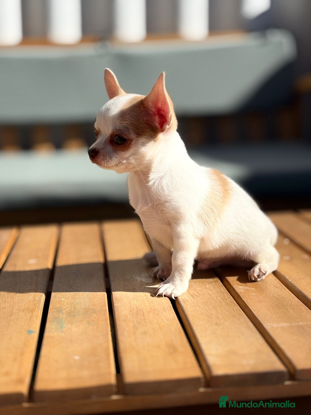 Chihuahua perros en venta: Chihuahua toy cabeza manzana 🍏 - Imagen 1
