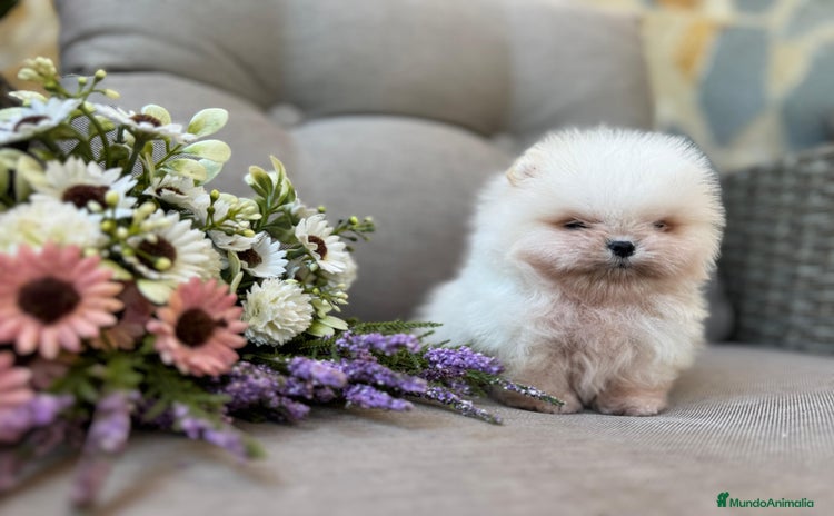 Pomerania perros - Propaganda 7