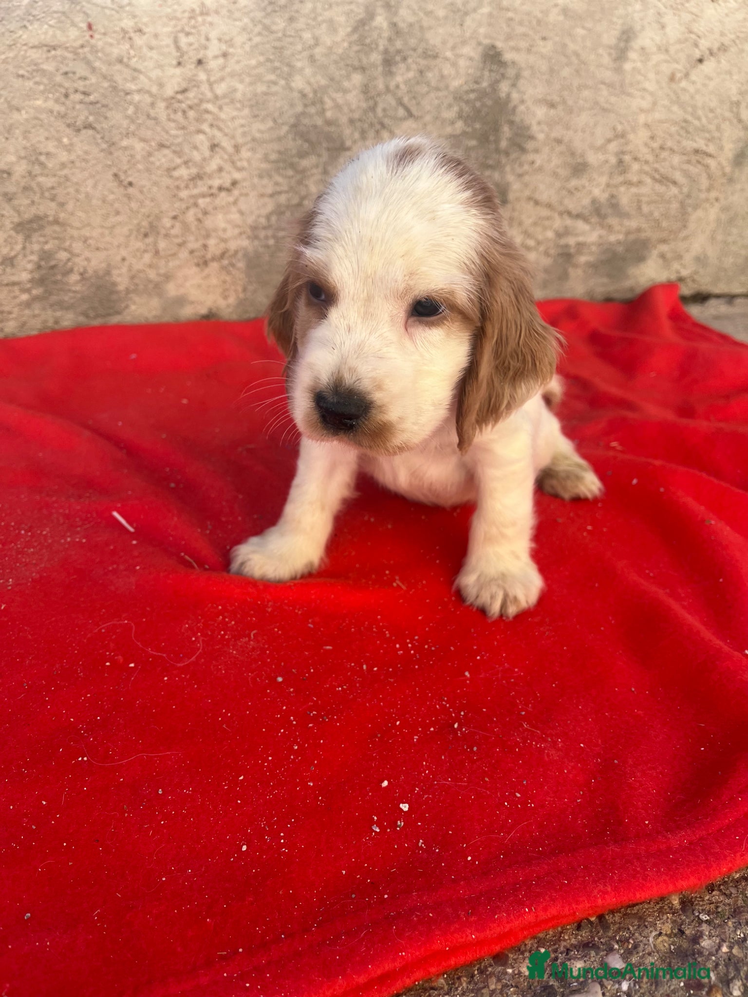 Cocker Spaniel Inglés perros PRECIOSOS EJEMPLARES DE COCKER - Anuncio 3