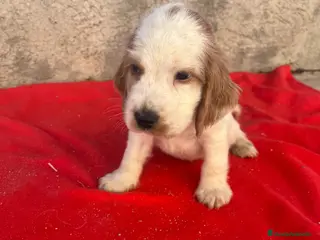 Cocker Spaniel Inglés perros PRECIOSOS EJEMPLARES DE COCKER - Anuncio 14