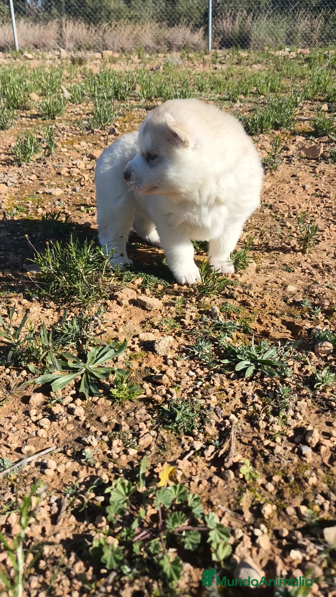 Husky Siberiano perros en venta: Husky SIBERIANO Macho y Hembra  - Anuncio 10
