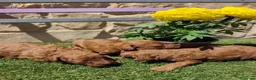 Caniche Toy perros en venta: Caniche toy rojo PraoToro  en Segovia - Anuncio 7