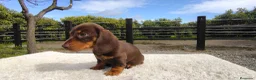 Teckel Miniatura perros en venta: Macho chocolate de teckel Kaninchen  - Anuncio 4