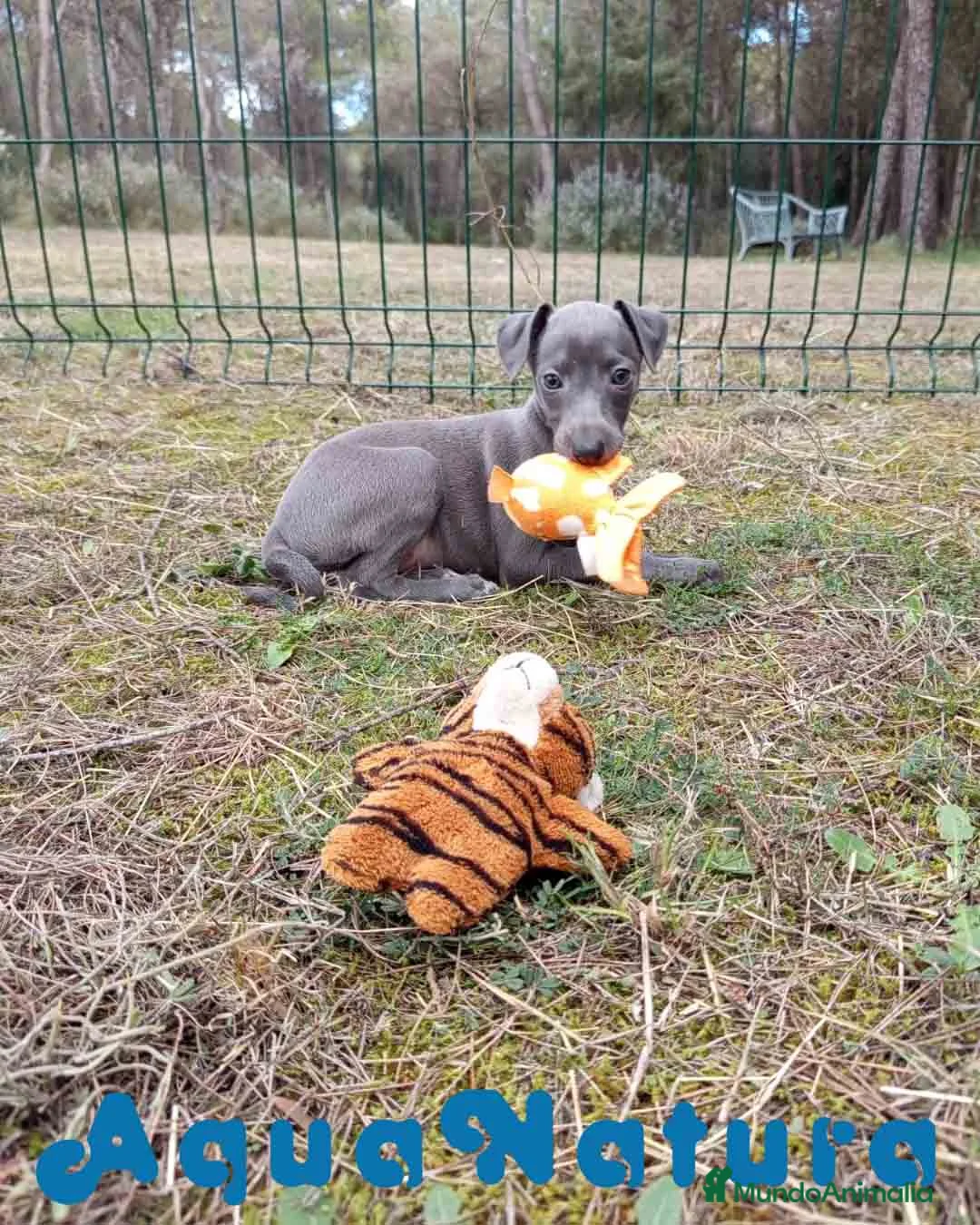 Pequeño Lebrel Italiano perros en venta:  Lebrel Italiano Hembra 1 de AB y Omega AQUANATURA - Anuncio 5