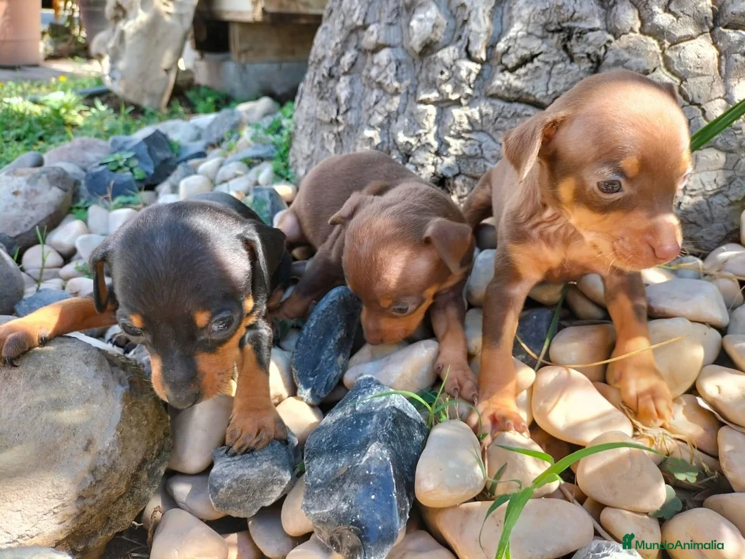 Pinscher Miniatura perros en venta: Pinscher miniatura ! Varios colores  en Ciudad Real - Anuncio 4