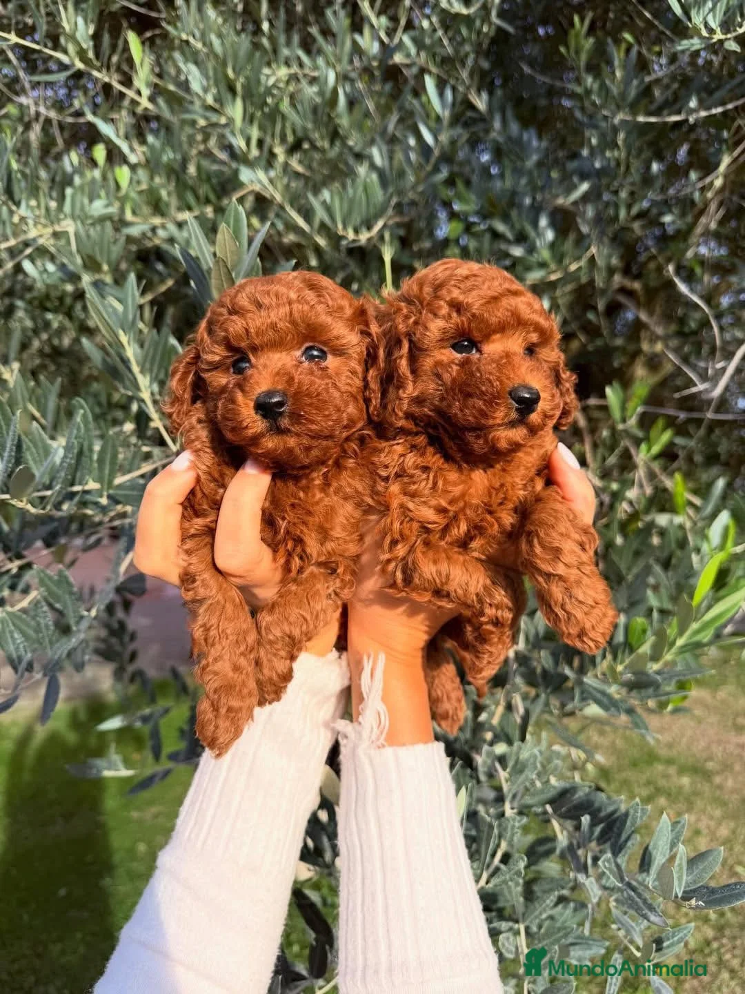 Caniche Toy perros en venta: caniche toy  - Anuncio 3