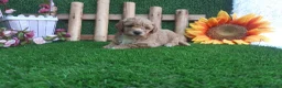 Caniche Toy perros en venta: IMPRECIONANTES  CANICHES  ROJO  TOY  - Anuncio 10