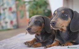 Teckel Miniatura perros en venta: 🌙 Tiko y Munchi – Elegancia en tonos silver 🐾 - Imagen 6