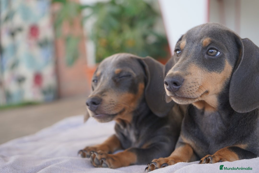 Teckel Miniatura perros en venta: 🌙 Tiko y Munchi – Elegancia en tonos silver 🐾 - Imagen 6